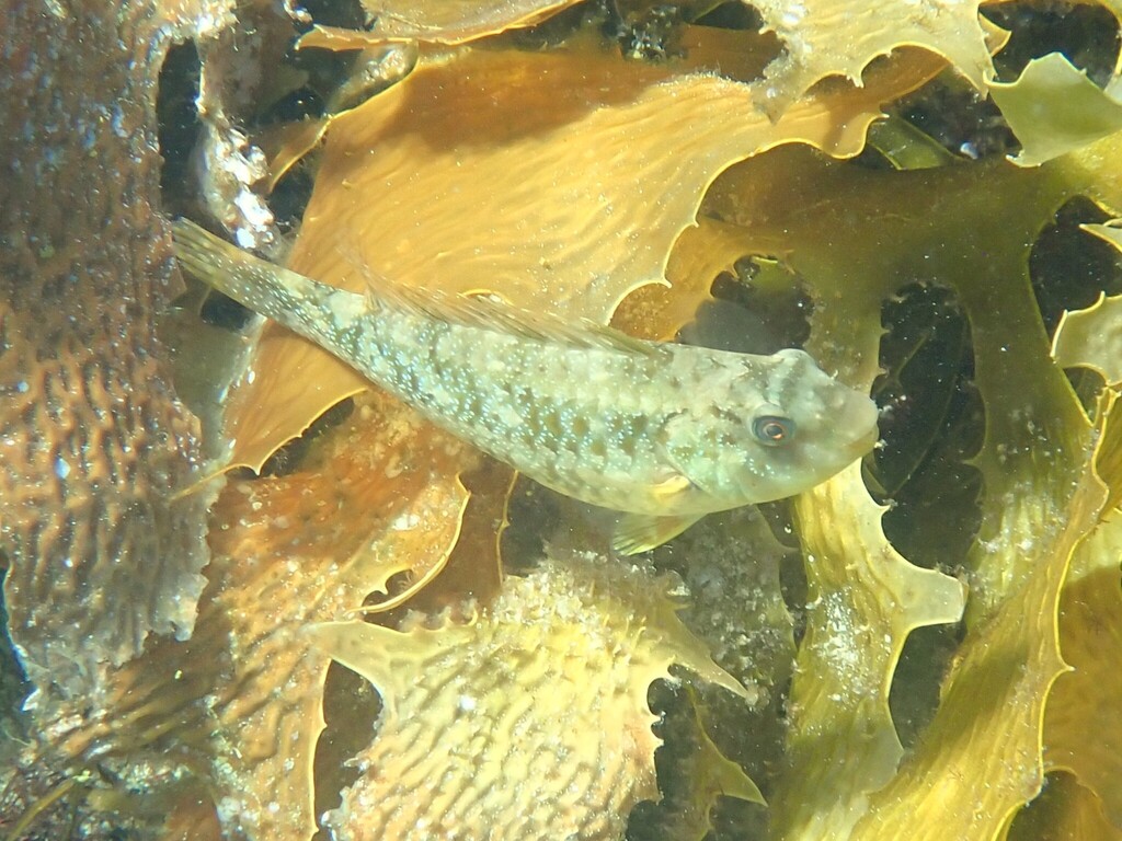 Blue-spotted parrotfish (Leptoscarus vaigiensis) — Scaridae