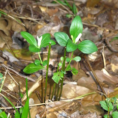 Spigelia texana
