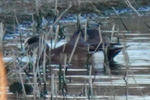 American Wigeon (Mareca americana), photo 4