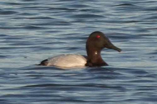 Canvasback (Aythya valisineria)