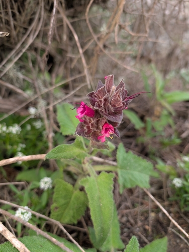 Hummingbird sage