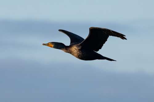 iNaturalist observation photo of Double-crested Cormorant
