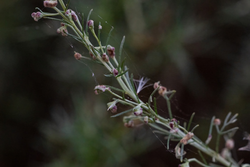 iNaturalist observation photo of California sagebrush