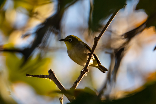 iNaturalist observation photo of Swinhoe's White-eye