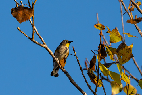 iNaturalist observation photo of Yellow-rumped Warbler