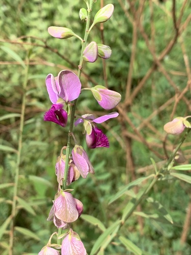 Polygala virgata var. virgata image