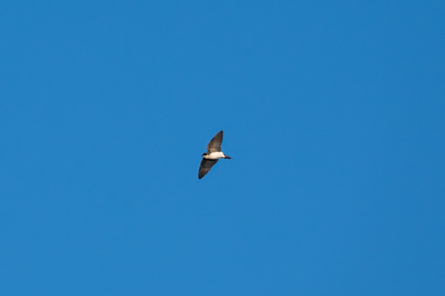 iNaturalist observation photo of Tree Swallow