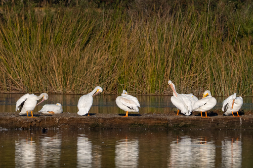 iNaturalist observation photo of American White Pelican