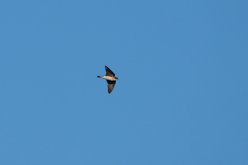 iNaturalist observation photo of Tree Swallow