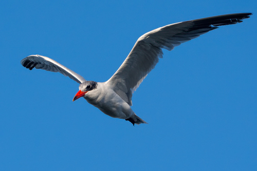 iNaturalist observation photo of Caspian Tern
