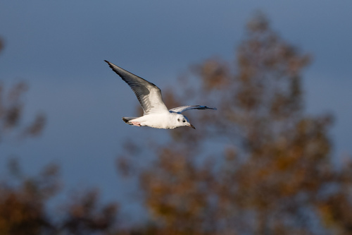 iNaturalist observation photo of Bonaparte's Gull