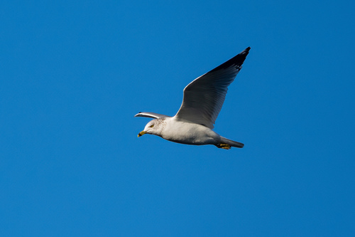 iNaturalist observation photo of Ring-billed Gull