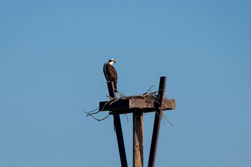 iNaturalist observation photo of Osprey