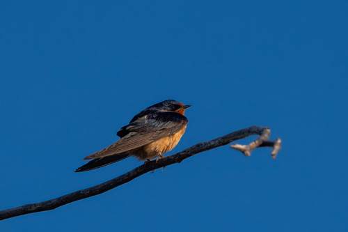 iNaturalist observation photo of Barn Swallow