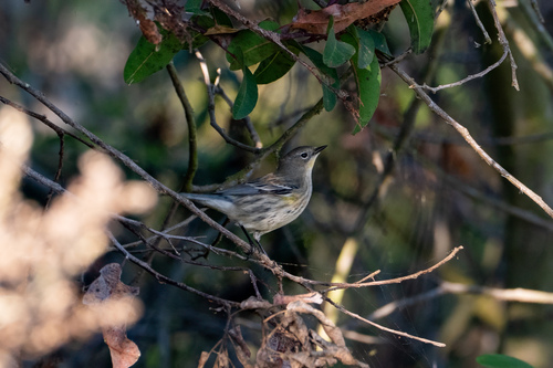 iNaturalist observation photo of Yellow-rumped Warbler