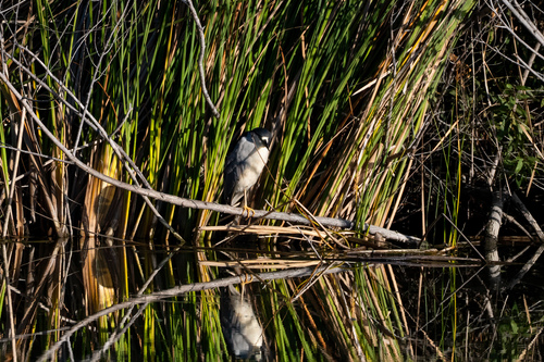 iNaturalist observation photo of Black-crowned Night Heron