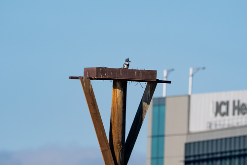 iNaturalist observation photo of Belted Kingfisher
