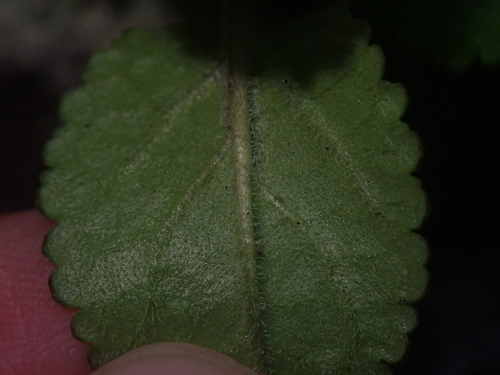 Image of Ourisia Alpina (Ourisia alpina) by (c) Nolan Exe, some rights reserved (CC BY)