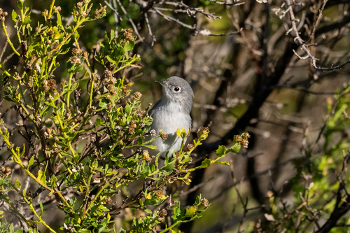 iNaturalist observation photo of Blue-gray Gnatcatcher