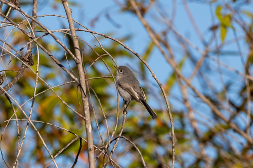iNaturalist observation photo of Blue-gray Gnatcatcher