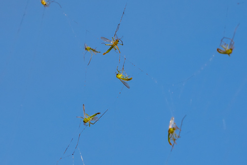 iNaturalist observation photo of Flies