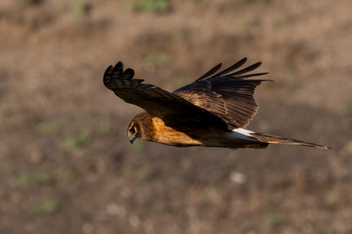 iNaturalist observation photo of Northern Harrier