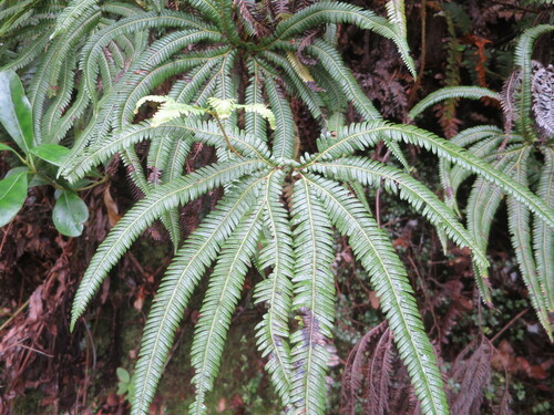 Sticherus cunninghamii observed 2026-01-03