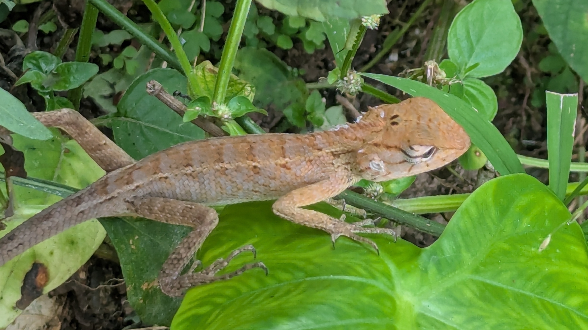 Calotes irawadi Zug, Brown, Schulte & Vindum, 2006