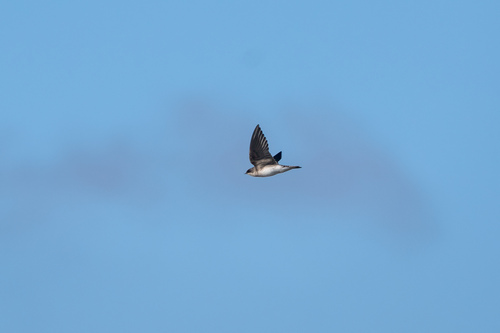 iNaturalist observation photo of Tree Swallow