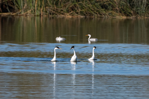 iNaturalist observation photo of Clark's Grebe