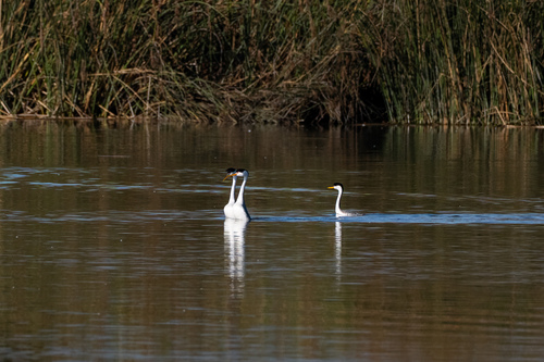 iNaturalist observation photo of Clark's Grebe