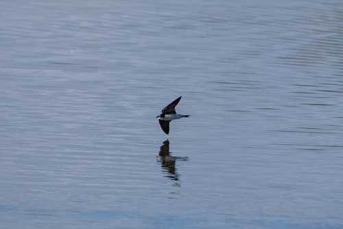 iNaturalist observation photo of Tree Swallow