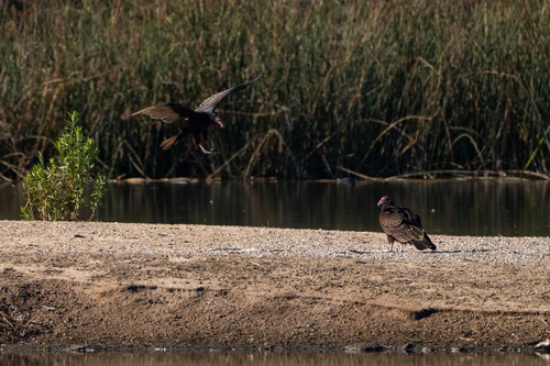 iNaturalist observation photo of Turkey Vulture