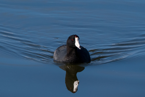 iNaturalist observation photo of American Coot