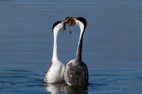 iNaturalist observation photo of Clark's Grebe