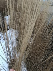 Calamagrostis × acutiflora