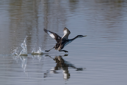 iNaturalist observation photo of Western Grebe