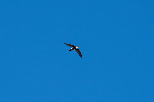 iNaturalist observation photo of White-throated Swift