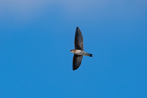 iNaturalist observation photo of Northern Rough-winged Swallow