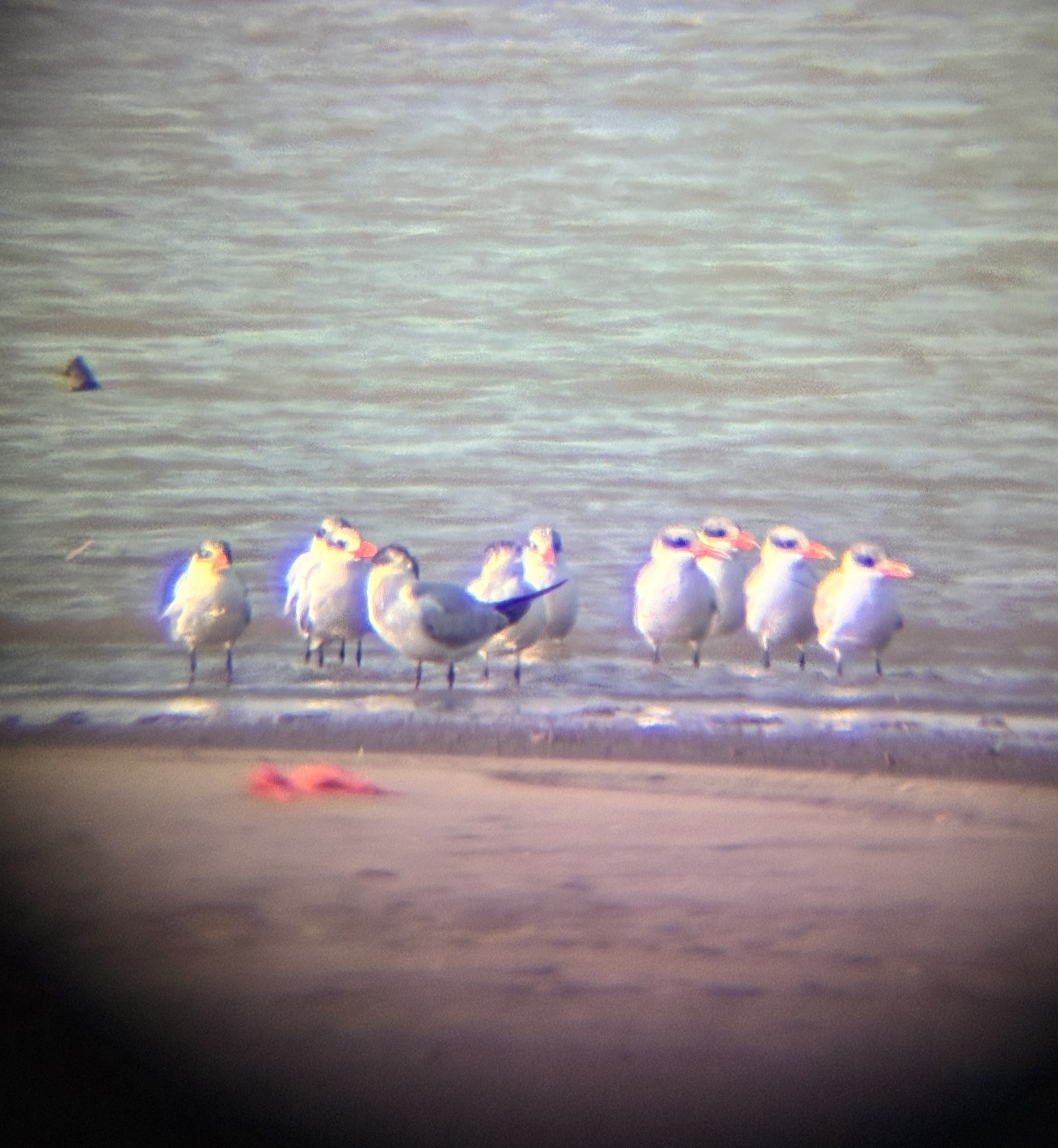 Caspian Tern