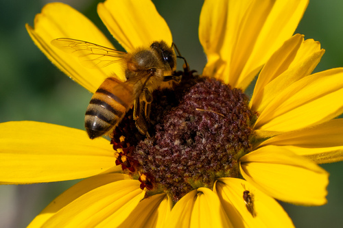 iNaturalist observation photo of Western Honey Bee