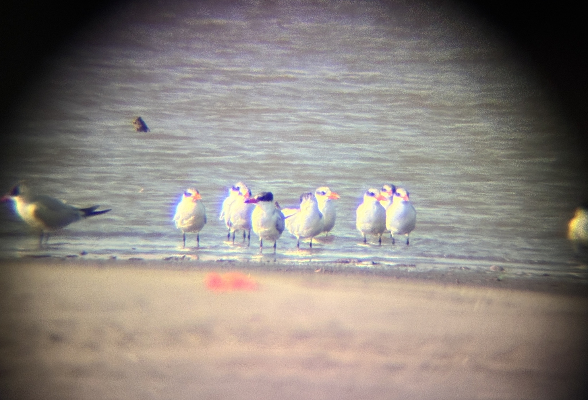 Caspian Tern