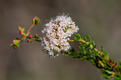 iNaturalist observation photo of California Buckwheat