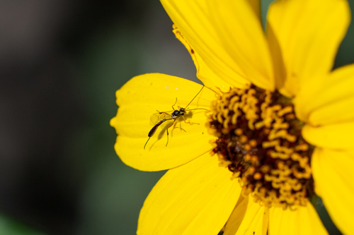 iNaturalist observation photo of Tersilochinae