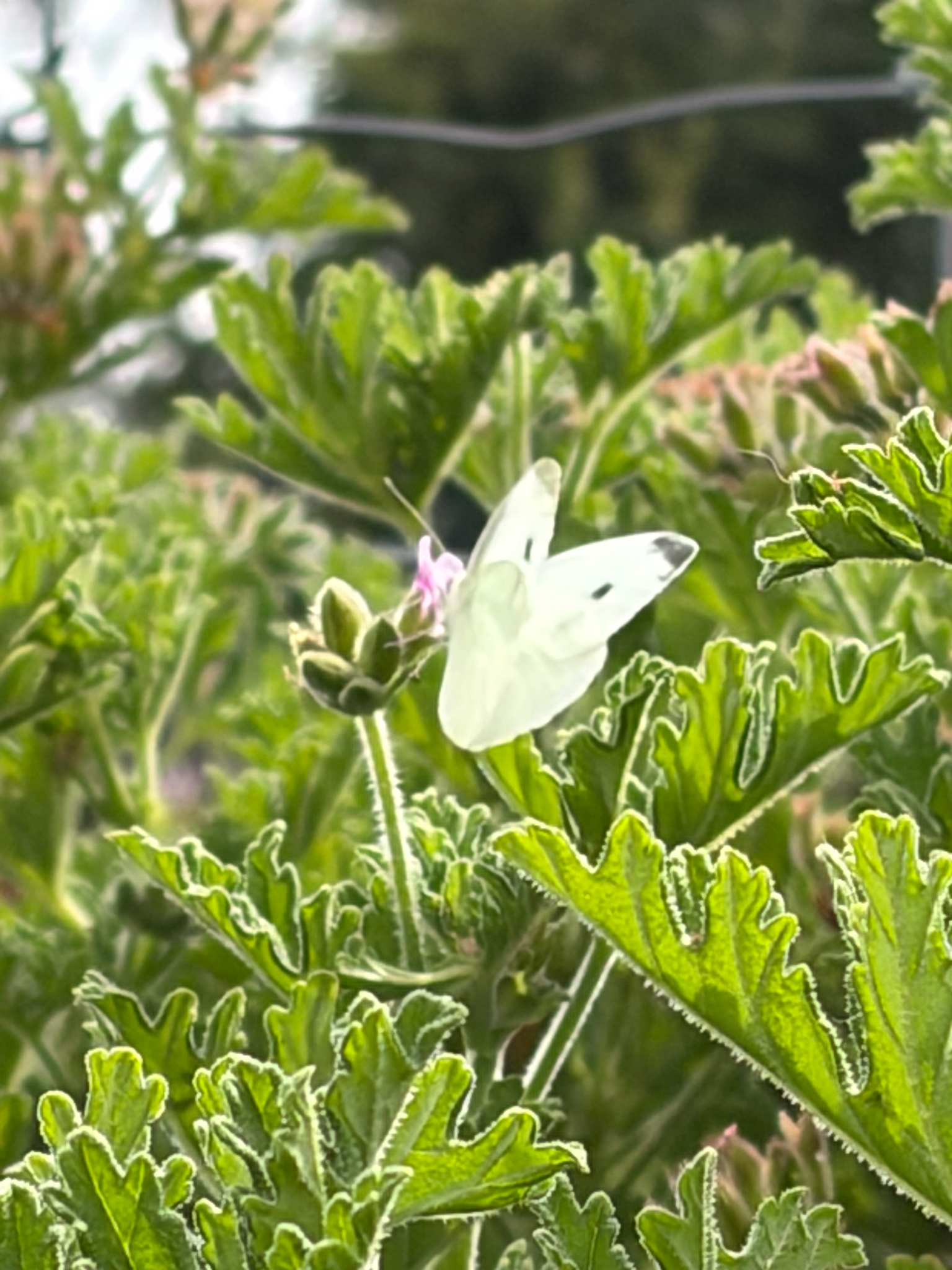 Cabbage Butterfly in Coyoacán, CDMX - Slide 4