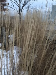 Calamagrostis × acutiflora