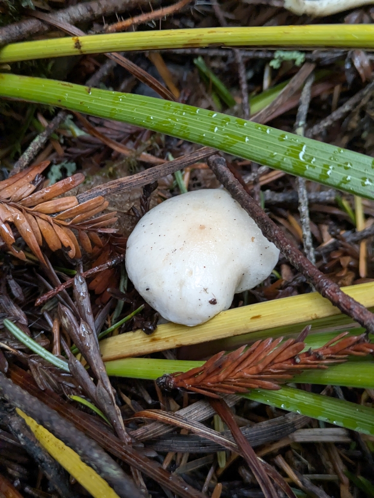 Hygrophorus pusillus · January 2026 · photo: © mylan (iNaturalist, cc-by)