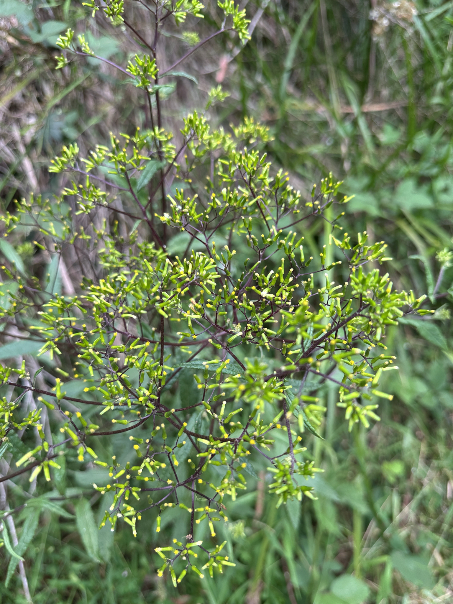 Imagem de Senecio minimus