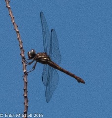 Orthemis macrostigma