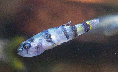 Bumblebee goby (Brachygobius nunus) — Gobiidae — 3